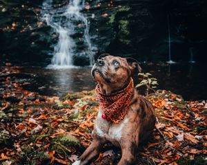 Preview wallpaper dog, pet, glance, waterfall, foliage