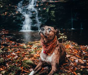 Preview wallpaper dog, pet, glance, waterfall, foliage