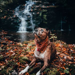 Preview wallpaper dog, pet, glance, waterfall, foliage