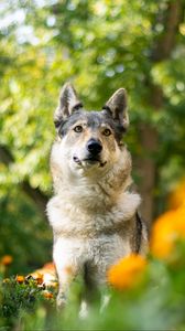 Preview wallpaper dog, pet, glance, flowers