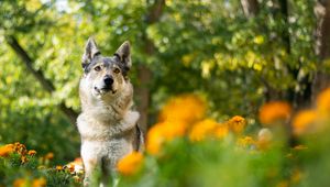 Preview wallpaper dog, pet, glance, flowers