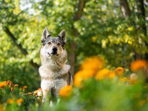 Preview wallpaper dog, pet, glance, flowers