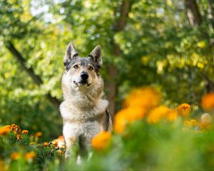 Preview wallpaper dog, pet, glance, flowers