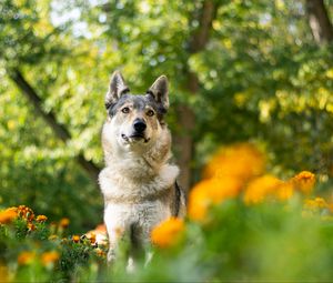 Preview wallpaper dog, pet, glance, flowers