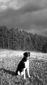 Preview wallpaper dog, pet, ield, forest, bw