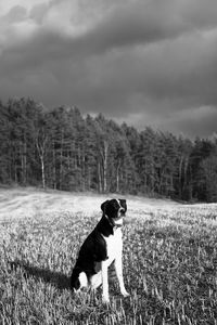 Preview wallpaper dog, pet, ield, forest, bw