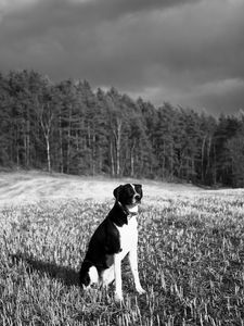 Preview wallpaper dog, pet, ield, forest, bw