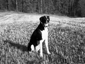 Preview wallpaper dog, pet, ield, forest, bw