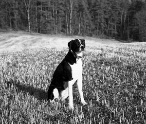 Preview wallpaper dog, pet, ield, forest, bw