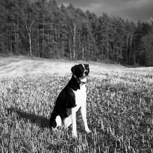 Preview wallpaper dog, pet, ield, forest, bw