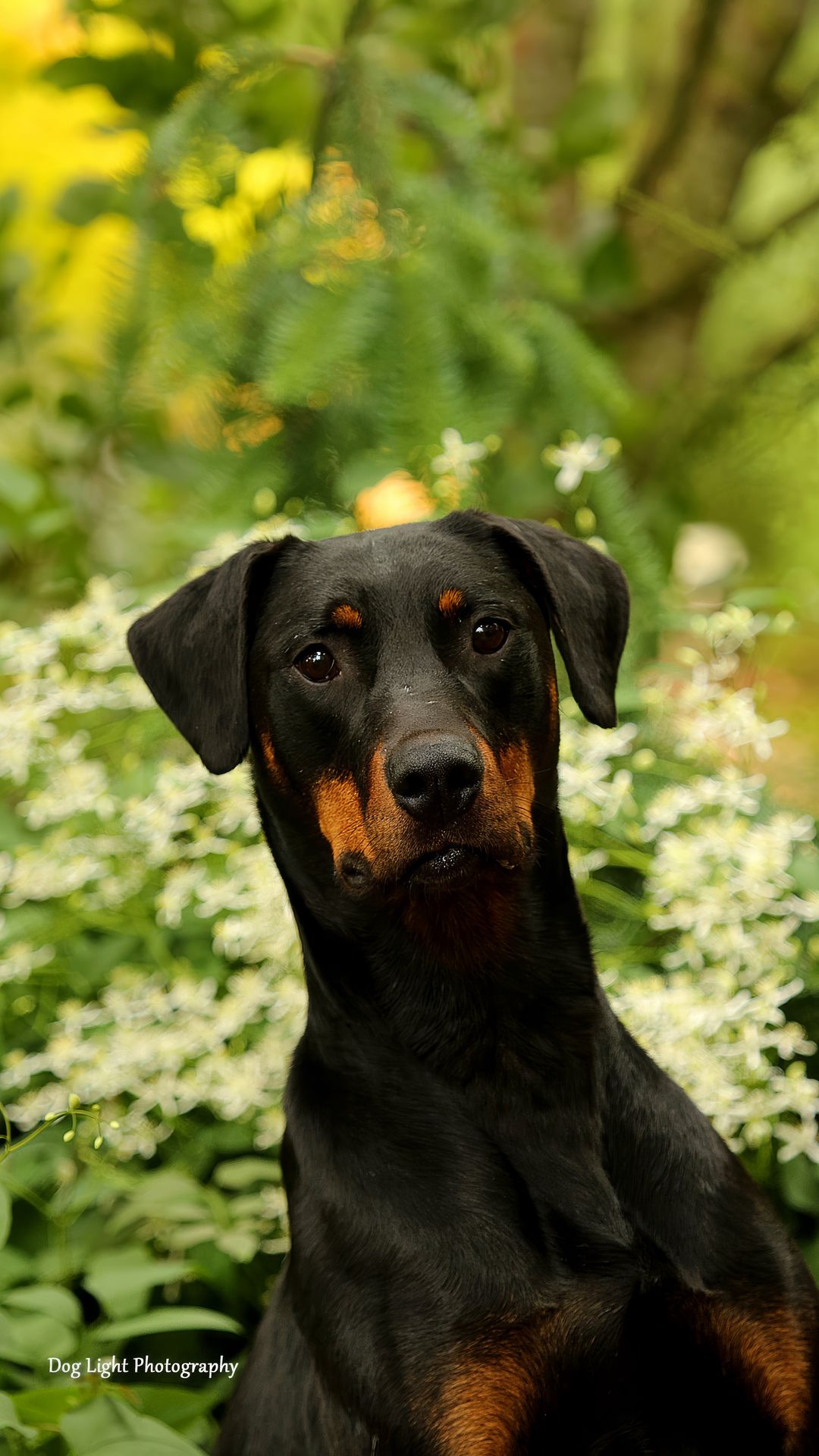1080x1920 Wallpaper dog, pet, leaves, animal