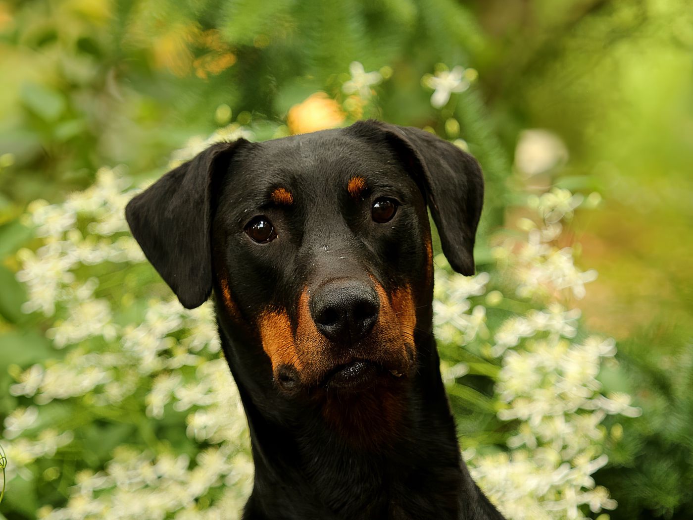 1400x1050 Wallpaper dog, pet, leaves, animal