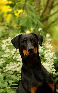 Preview wallpaper dog, pet, leaves, animal