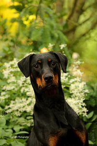 Preview wallpaper dog, pet, leaves, animal