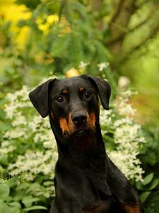 Preview wallpaper dog, pet, leaves, animal