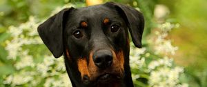Preview wallpaper dog, pet, leaves, animal