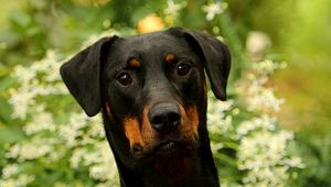 Preview wallpaper dog, pet, leaves, animal