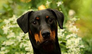 Preview wallpaper dog, pet, leaves, animal