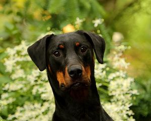 Preview wallpaper dog, pet, leaves, animal