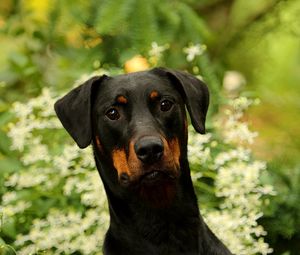 Preview wallpaper dog, pet, leaves, animal