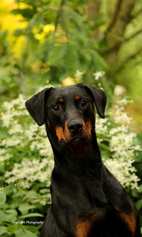 480x800 Wallpaper dog, pet, leaves, animal