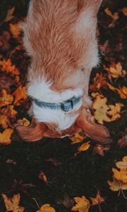 Preview wallpaper dog, pet, leaves, grass, autumn