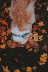 Preview wallpaper dog, pet, leaves, grass, autumn