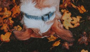 Preview wallpaper dog, pet, leaves, grass, autumn