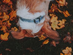 Preview wallpaper dog, pet, leaves, grass, autumn
