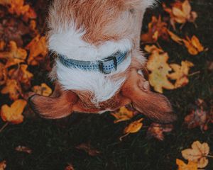 Preview wallpaper dog, pet, leaves, grass, autumn