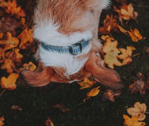 Preview wallpaper dog, pet, leaves, grass, autumn