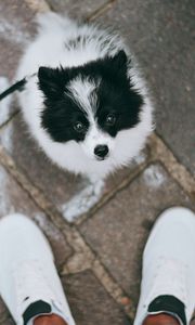 Preview wallpaper dog, pet, legs, walk