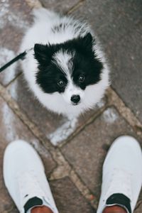 Preview wallpaper dog, pet, legs, walk