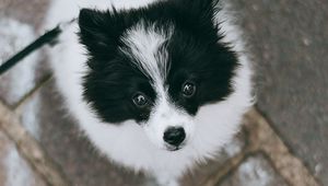 Preview wallpaper dog, pet, legs, walk