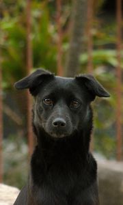 Preview wallpaper dog, pet, muzzle, glance, black