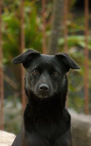 Preview wallpaper dog, pet, muzzle, glance, black