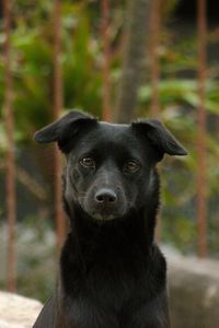 Preview wallpaper dog, pet, muzzle, glance, black
