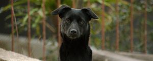 Preview wallpaper dog, pet, muzzle, glance, black