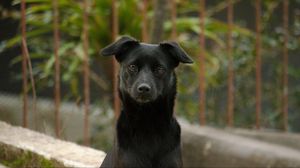 Preview wallpaper dog, pet, muzzle, glance, black