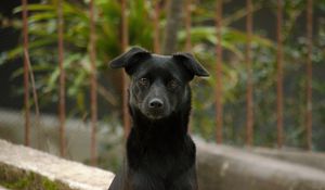 Preview wallpaper dog, pet, muzzle, glance, black
