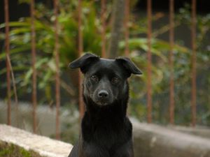 Preview wallpaper dog, pet, muzzle, glance, black