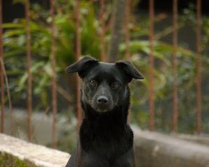 Preview wallpaper dog, pet, muzzle, glance, black