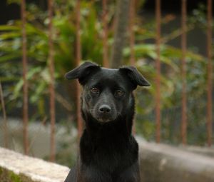 Preview wallpaper dog, pet, muzzle, glance, black