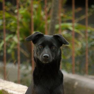 Preview wallpaper dog, pet, muzzle, glance, black
