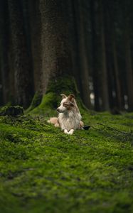 Preview wallpaper dog, pet, profile, glance, grass