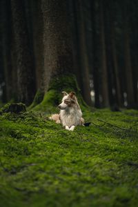 Preview wallpaper dog, pet, profile, glance, grass