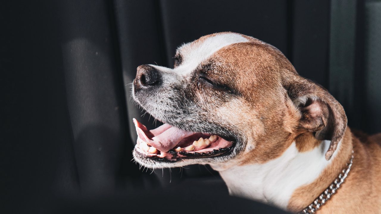 Wallpaper dog, pet, protruding tongue, funny
