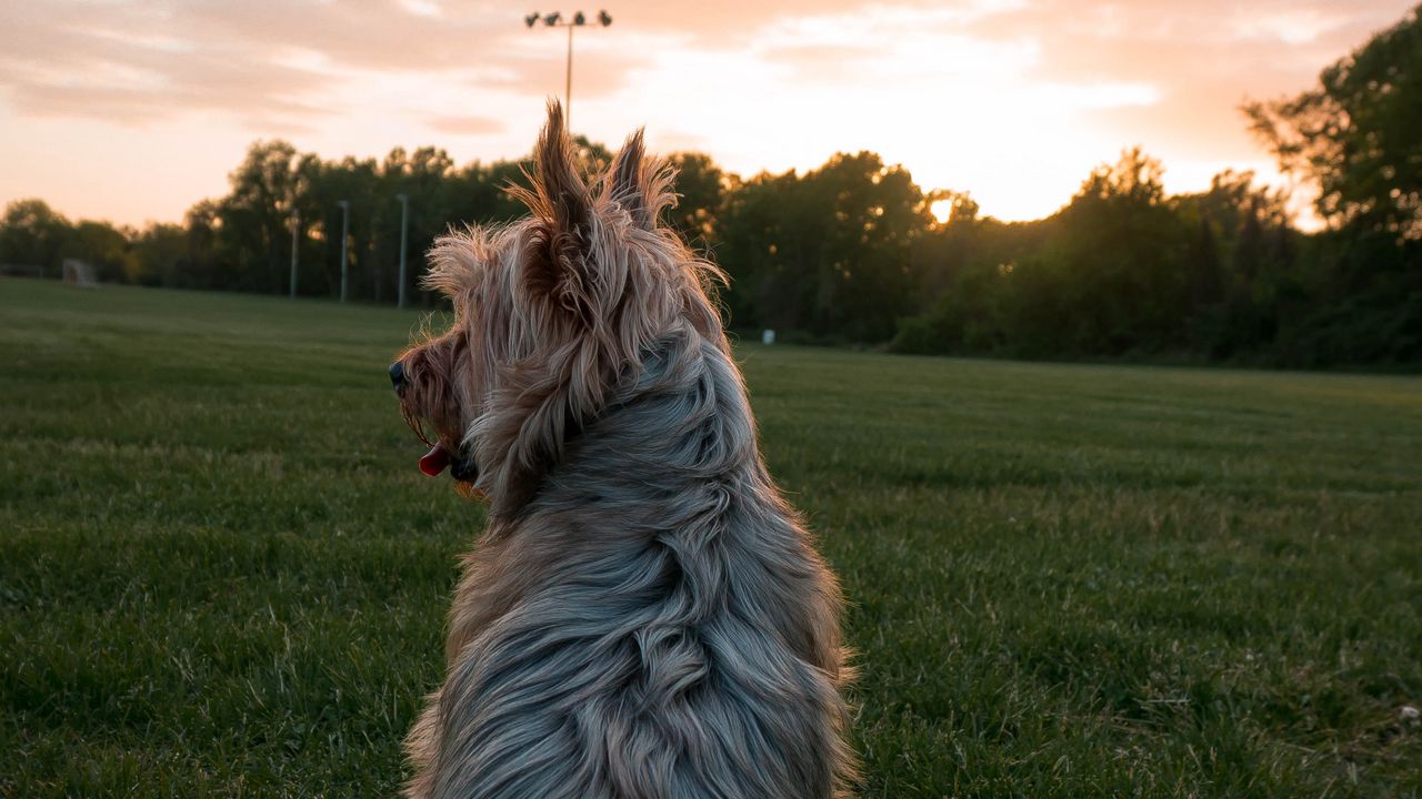 Wallpaper dog, pet, protruding tongue, dusk