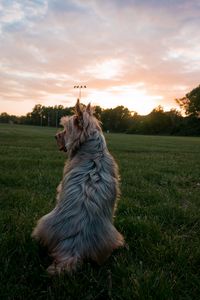 Preview wallpaper dog, pet, protruding tongue, dusk