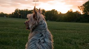 Preview wallpaper dog, pet, protruding tongue, dusk